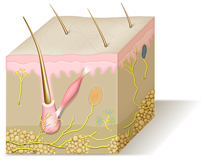 Accessory Structures of the Skin