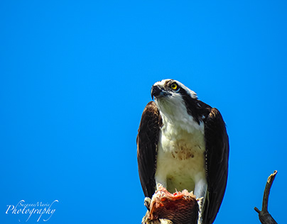 Osprey eating a Fish