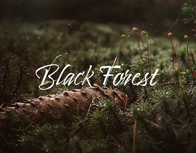 Photography - Black Forest