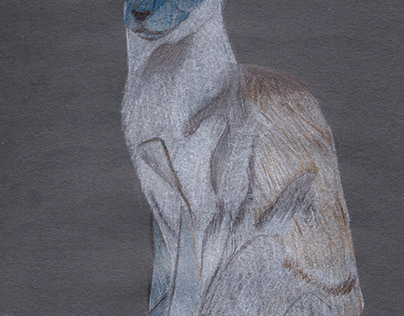 Wedge Siamese Color Pencil Drawing