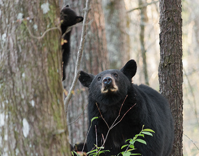 Momma Black Bears With Cubs - Smoky Mountains