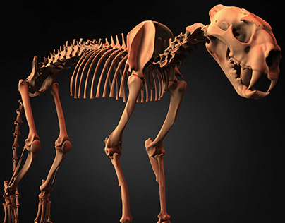 Leopard Skeleton 3D Model