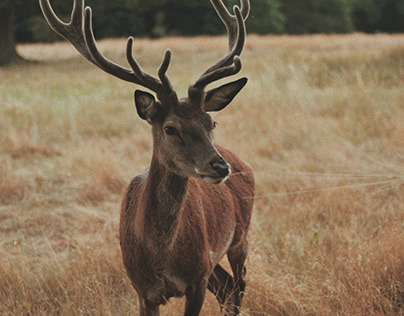 The Deer on the prairie