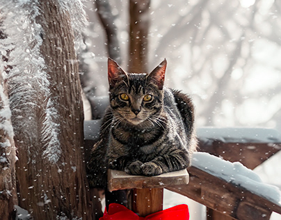 Project thumbnail - Cat Perched On A Snowy Day, 2023.