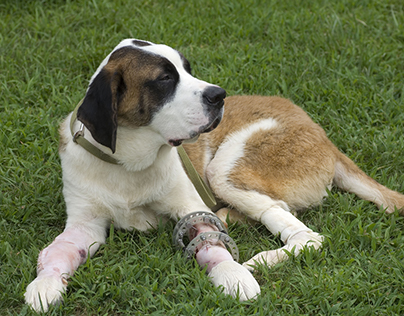 Arthroscopic Surgery for Dogs