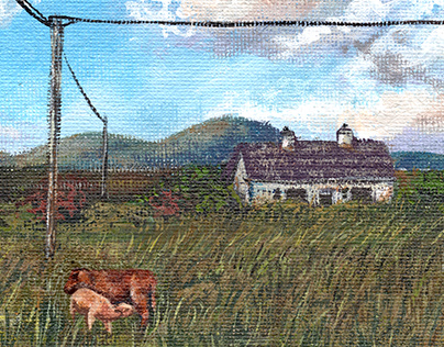 Cow in a Field