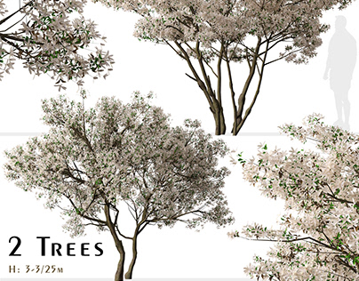 Set of Flowering Serviceberry Trees ( Kupfer )