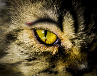 Eyes of Cat.