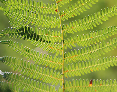 Ferns for calm thoughts