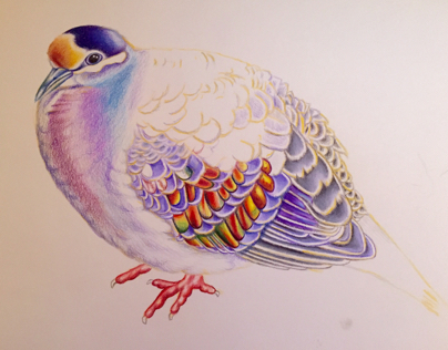 "Bronzewing Pigeon" in progress