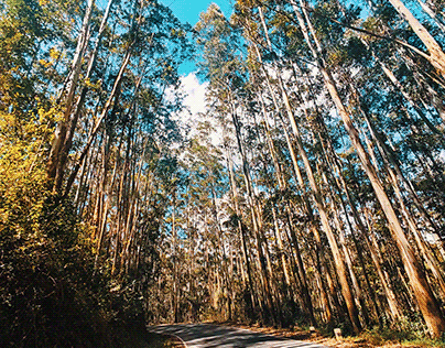 Eucalyptus Embrace, Munnar