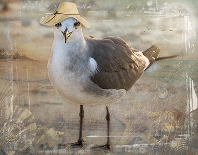 Seagulls in Hats