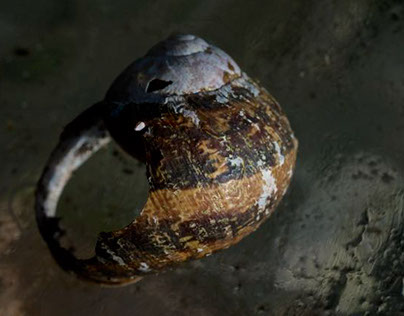 Mollusc shell