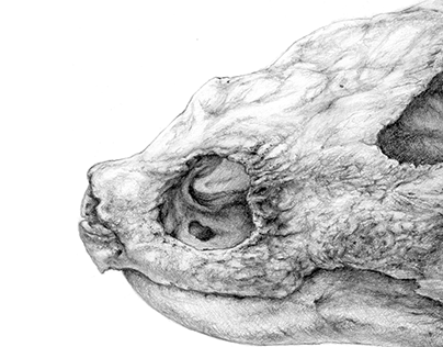 Snapping turtle skull