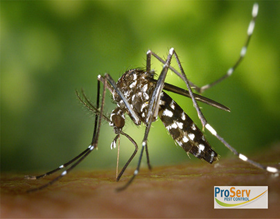 Aedes Mosquito Singapore