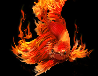 Fighting Fire Fish