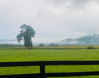 Fog, landscape, pasture, country, green