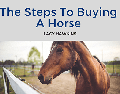 The Steps To Buying A Horse