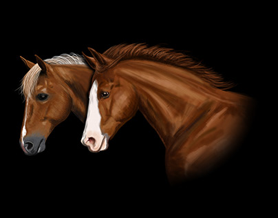 Koně - Galán a Max