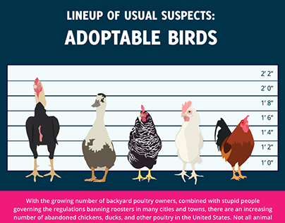 Lineup of Usual Suspects: Adoptable Birds