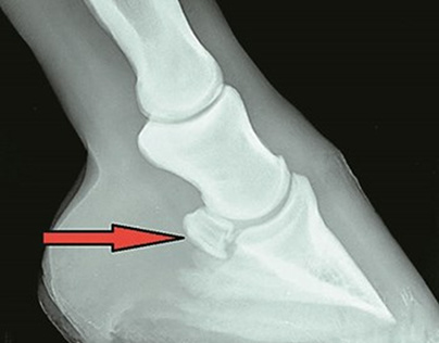 An Introduction to Equine Navicular Disease