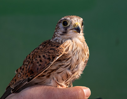 BirdLife Malta | Ghadira Nature Reserve Bird Releases
