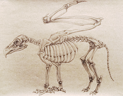 Griffin Skeleton