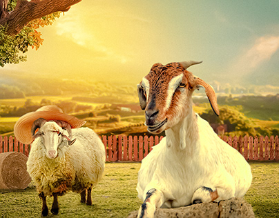 Farm Sheep Goat Straw Landscape Manipulation