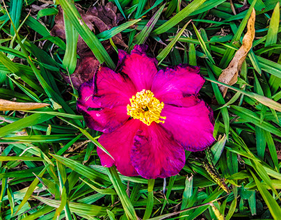 Flower on the Grass