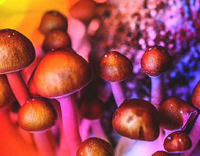 Caisey Harlingten - Mushroom Source of Medicine