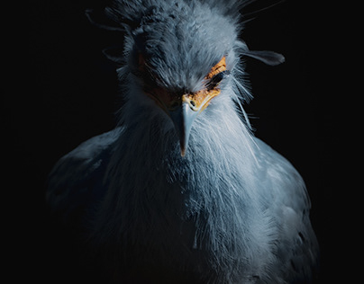 Bird photography - Secrectary bird