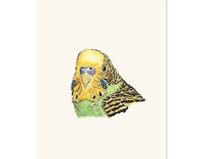 Prettyboy the Green Parakeet - 8x10 print