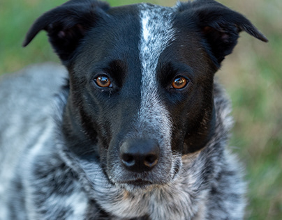 Dog Portraits - Jade