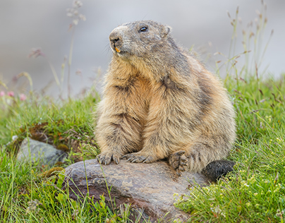 Marmot Collection 1
