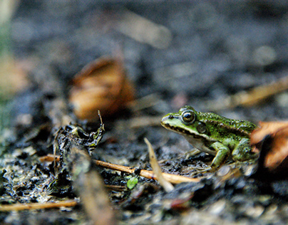 Little froggy