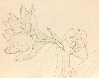 flower sketch Amaryllis & Hyacinthoides hispanica