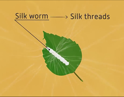 Silk and Silkworm - Fibre to Fabics