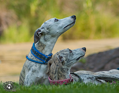 Crossfyre Whippets