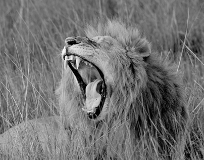 Lions of Masai Mara.