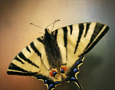 Butterfly NFT #1