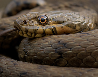 Close up of a beautiful viperine snake!