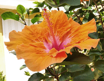 La Flor de Cayeno