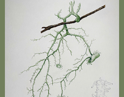 Project thumbnail - Old man’s beard lichen