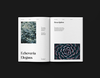 Echeveria Elegans - Botanic magazine