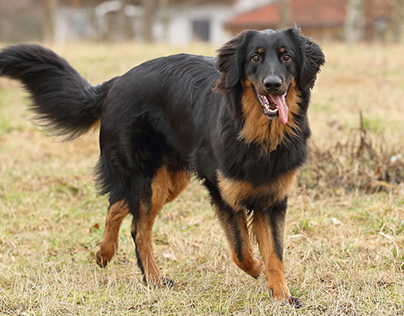 Hovawart: Dog Breed Profile