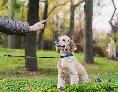 Common Mistakes to Avoid When Training Your Dog