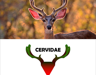 Cervidae ( Logo Concept)