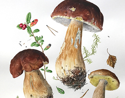 Porcini Mushrooms watercolour