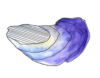 Watercolor Oyster Shell