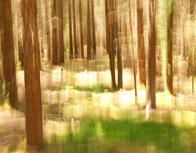Forest,wood ....an other vision....